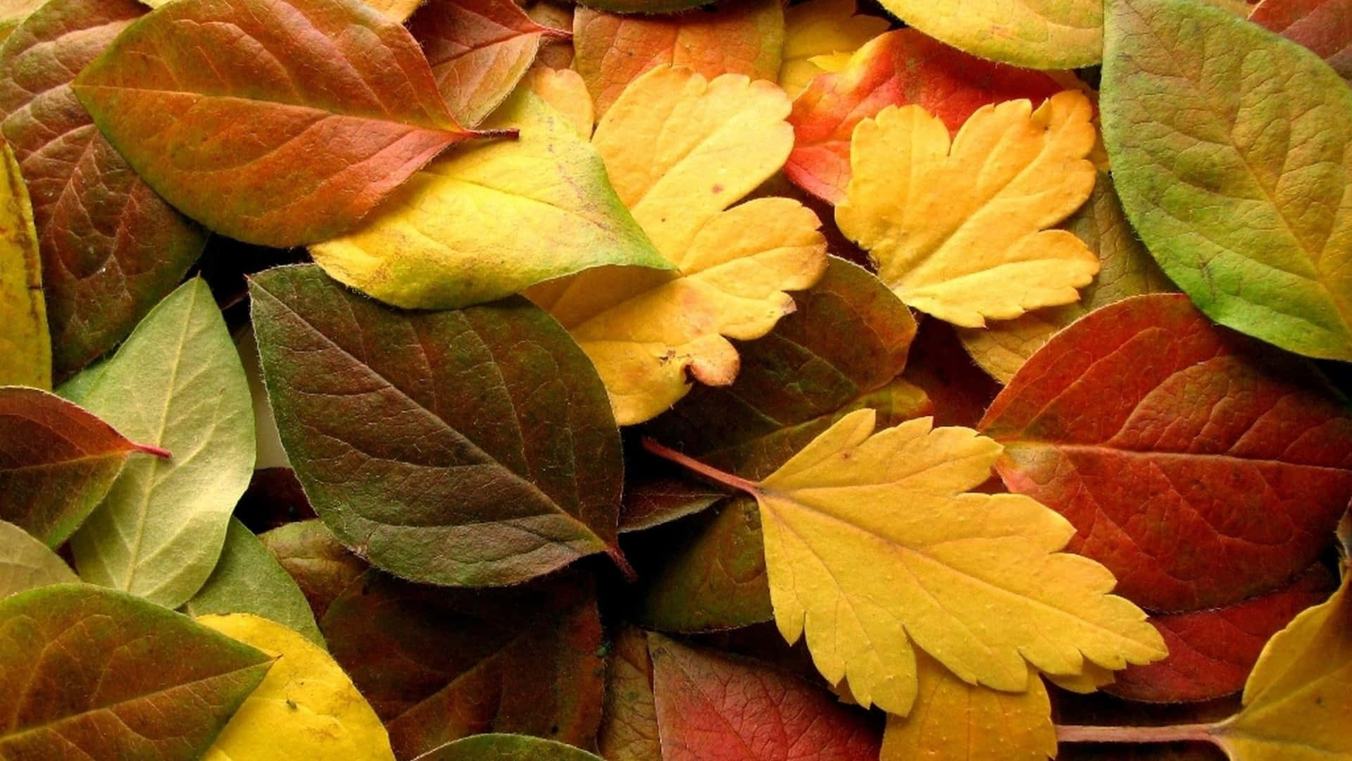 Yellow Leaves, autumn leaves, shades of yellow red and green, Full HD Desktop Wallpaper