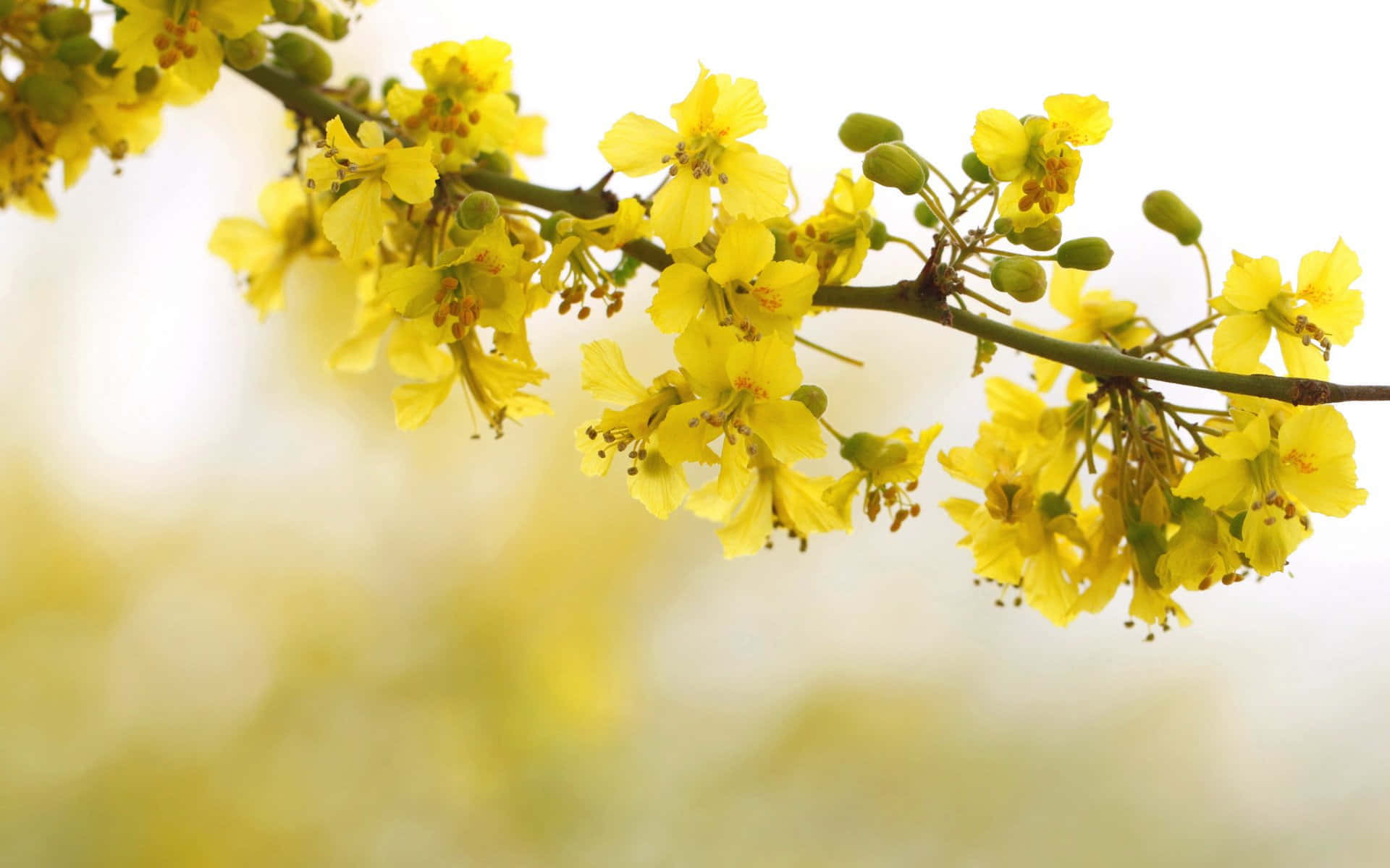 pastel yellow, spring blossoms, slender branch, Full HD Desktop Wallpaper