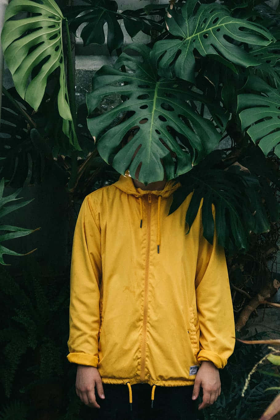 yellow raincoat, bright yellow jacket, monstera leaves, HD Phone Wallpaper