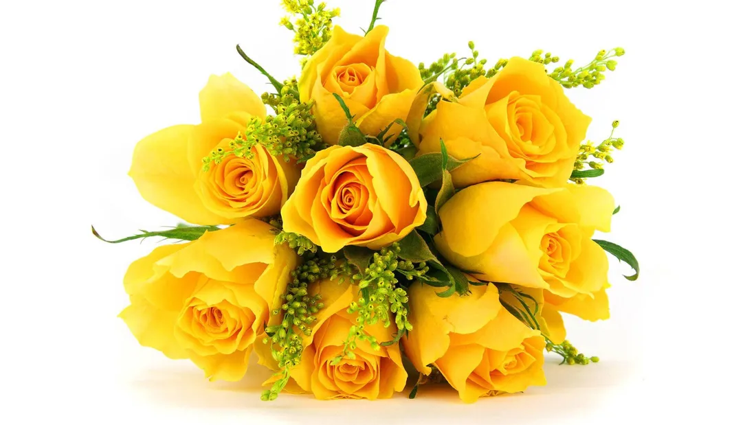 Yellow Rose