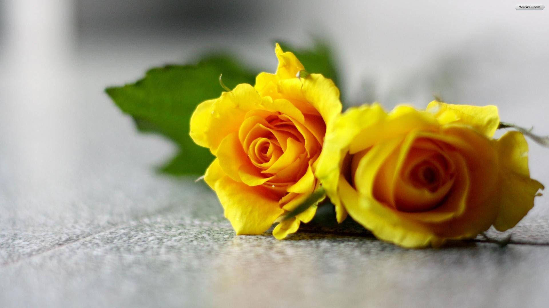 Yellow Rose Floor, vibrant yellow roses, orange centers, Full HD Desktop Wallpaper