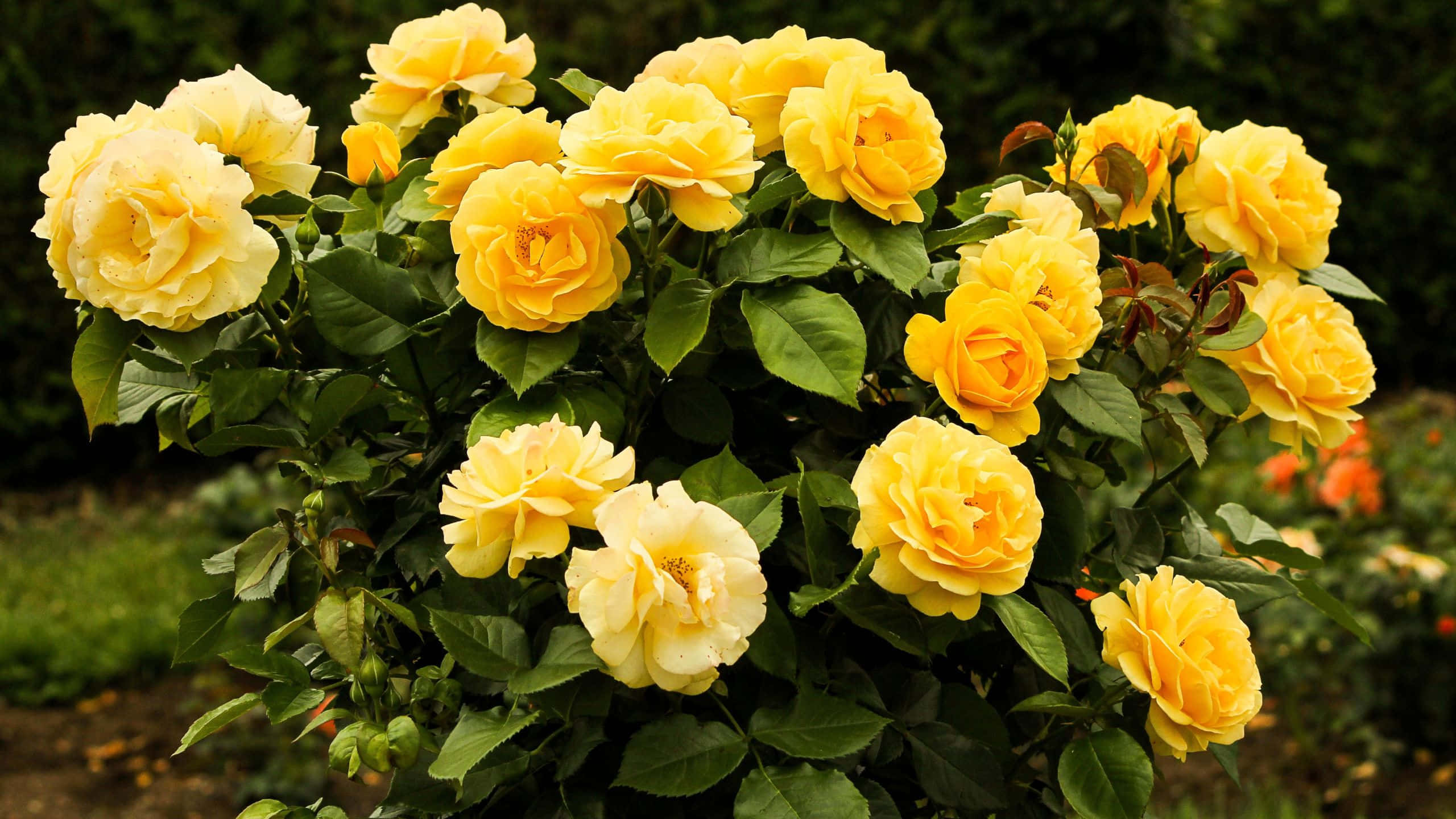 Yellow Rose, vibrant yellow roses, lush bush, 2K Desktop Wallpaper