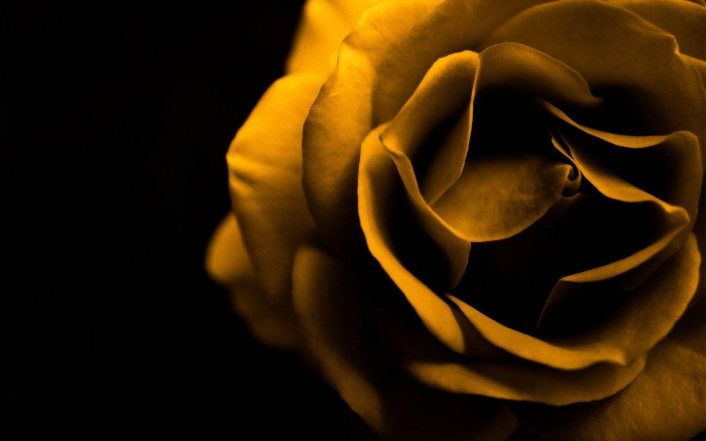yellow rose, golden rose, deep black background, HD Desktop Wallpaper