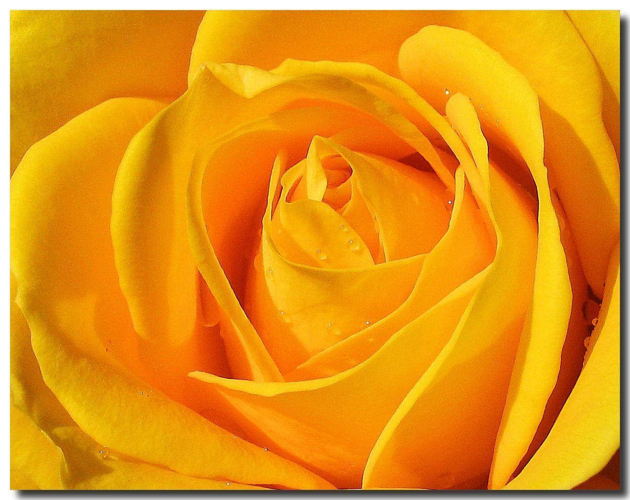 yellow rose, dewdrops, layered petals, SD Desktop Wallpaper