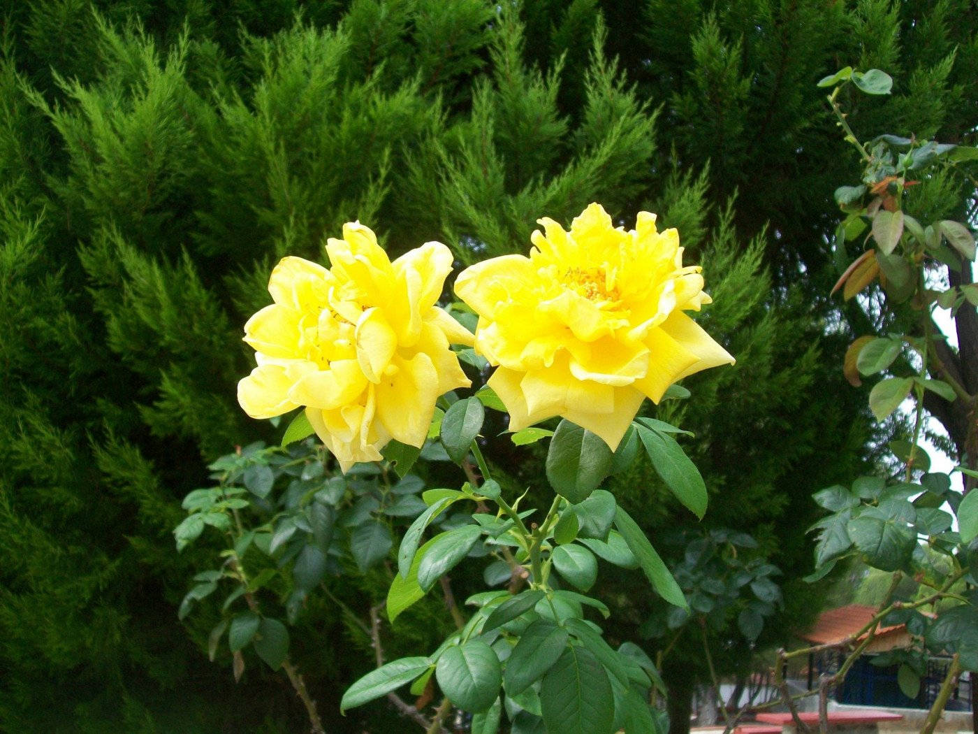 Yellow Rose, vibrant yellow roses, lush green coniferous hedge, HD Desktop Wallpaper