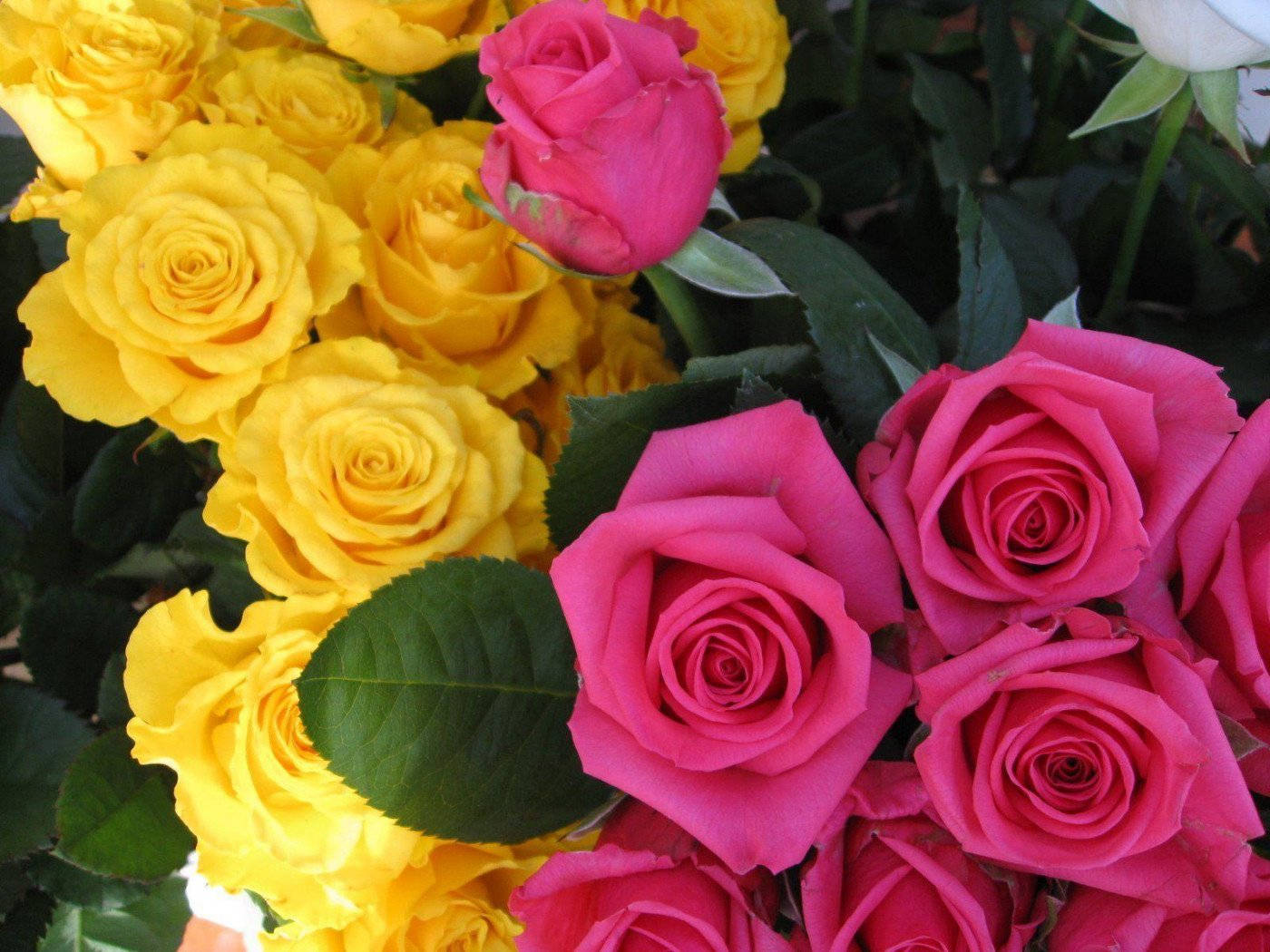 Yellow Rose, vibrant yellow, pink roses, HD Desktop Wallpaper