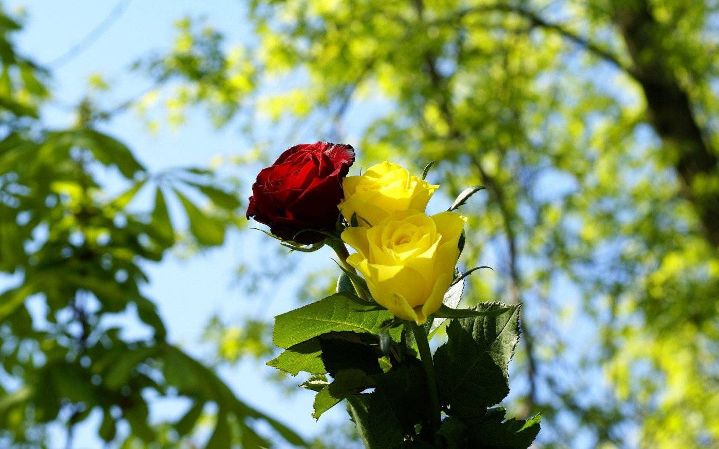 red and yellow rose, bright blue sky, sunlit green foliage, HD Desktop Wallpaper