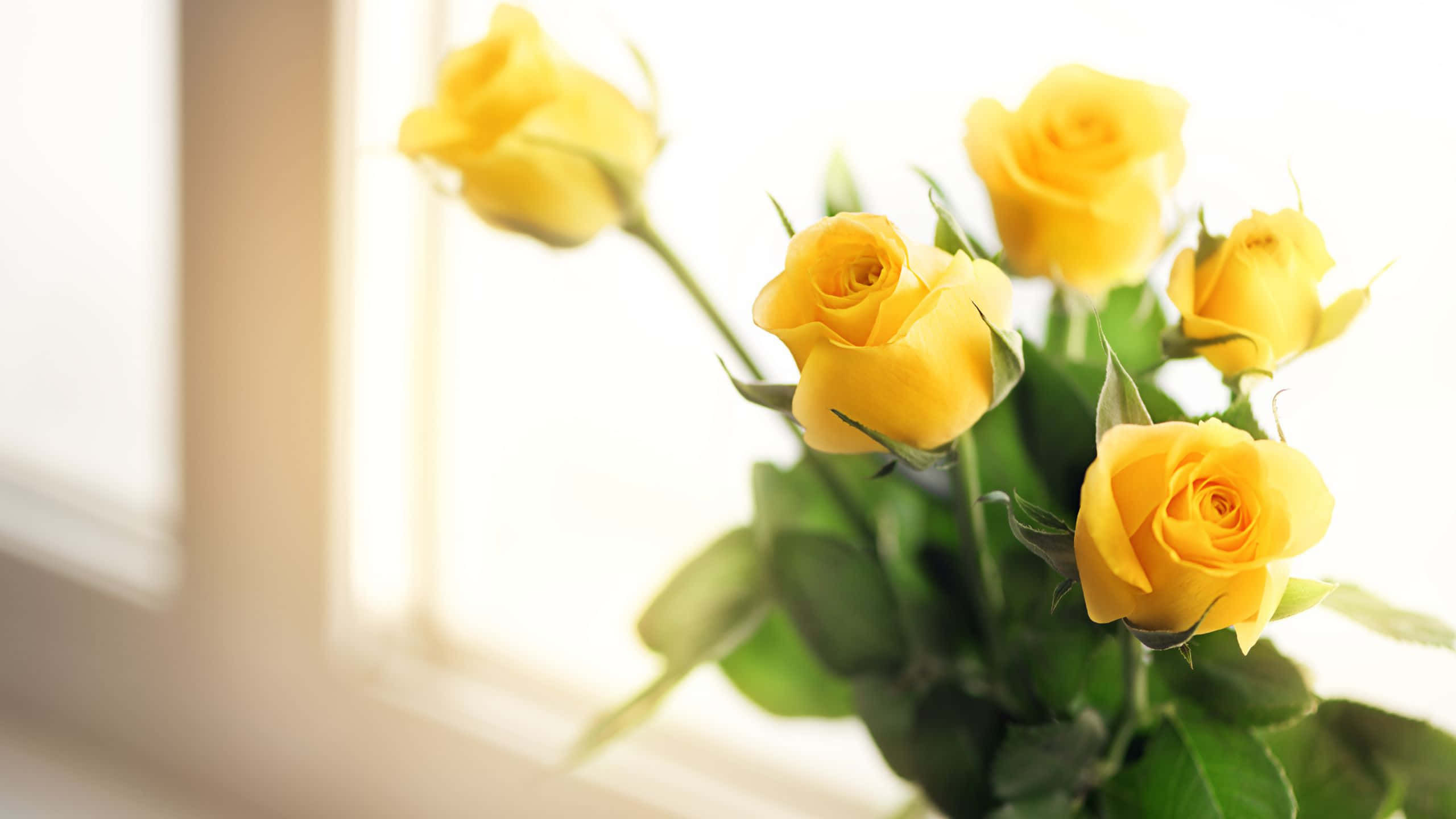 Yellow Aesthetic, Roses By The Window, soft yellow roses, 2K Desktop Wallpaper