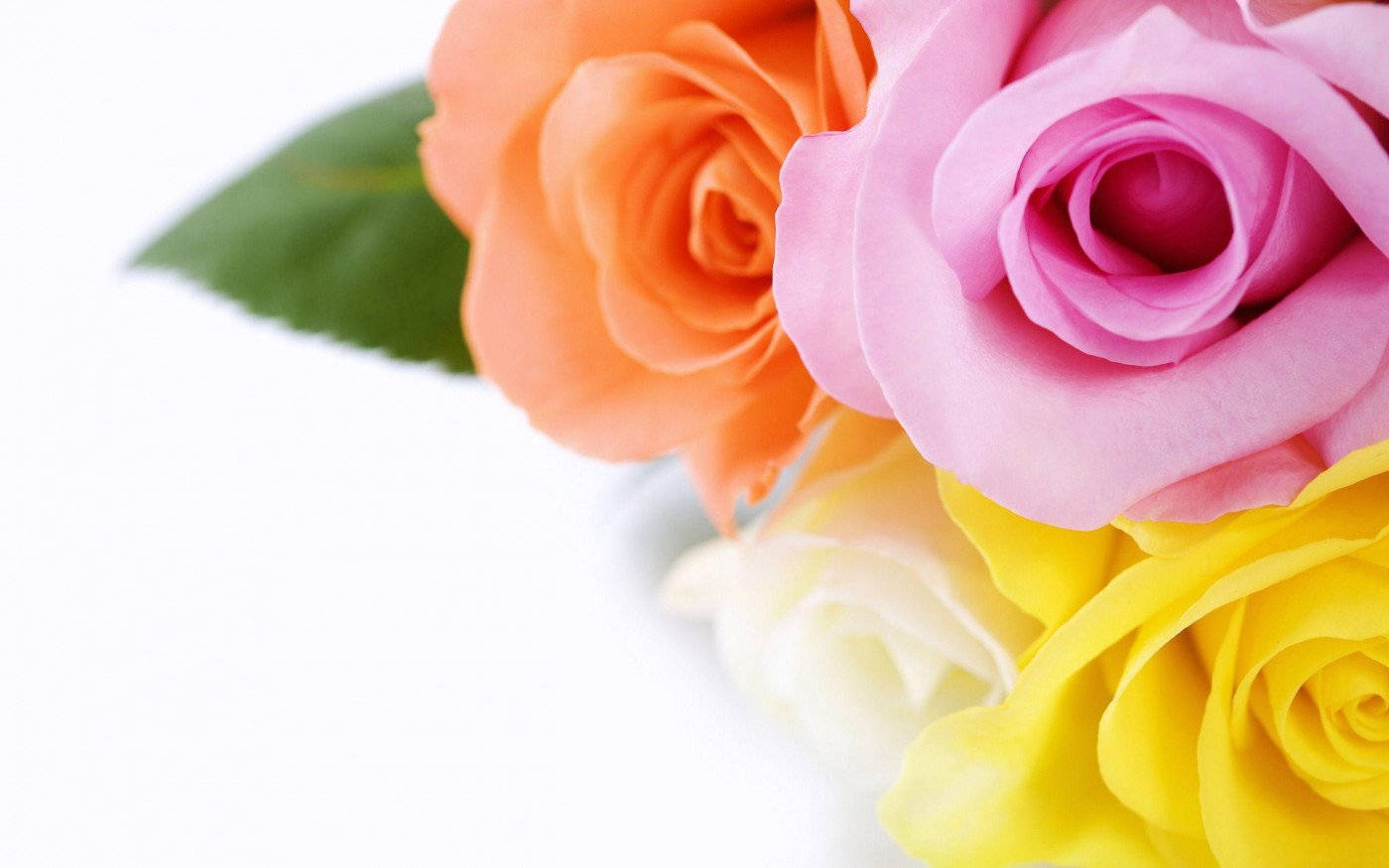 Yellow Rose, pink, orange, HD Desktop Wallpaper