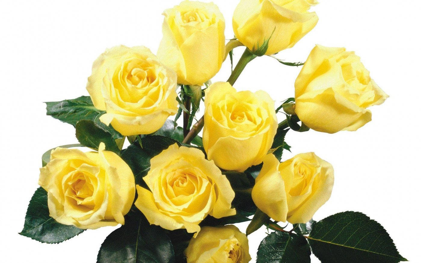 Yellow Rose Bouquet, yellow roses, lush green leaves, HD Desktop Wallpaper