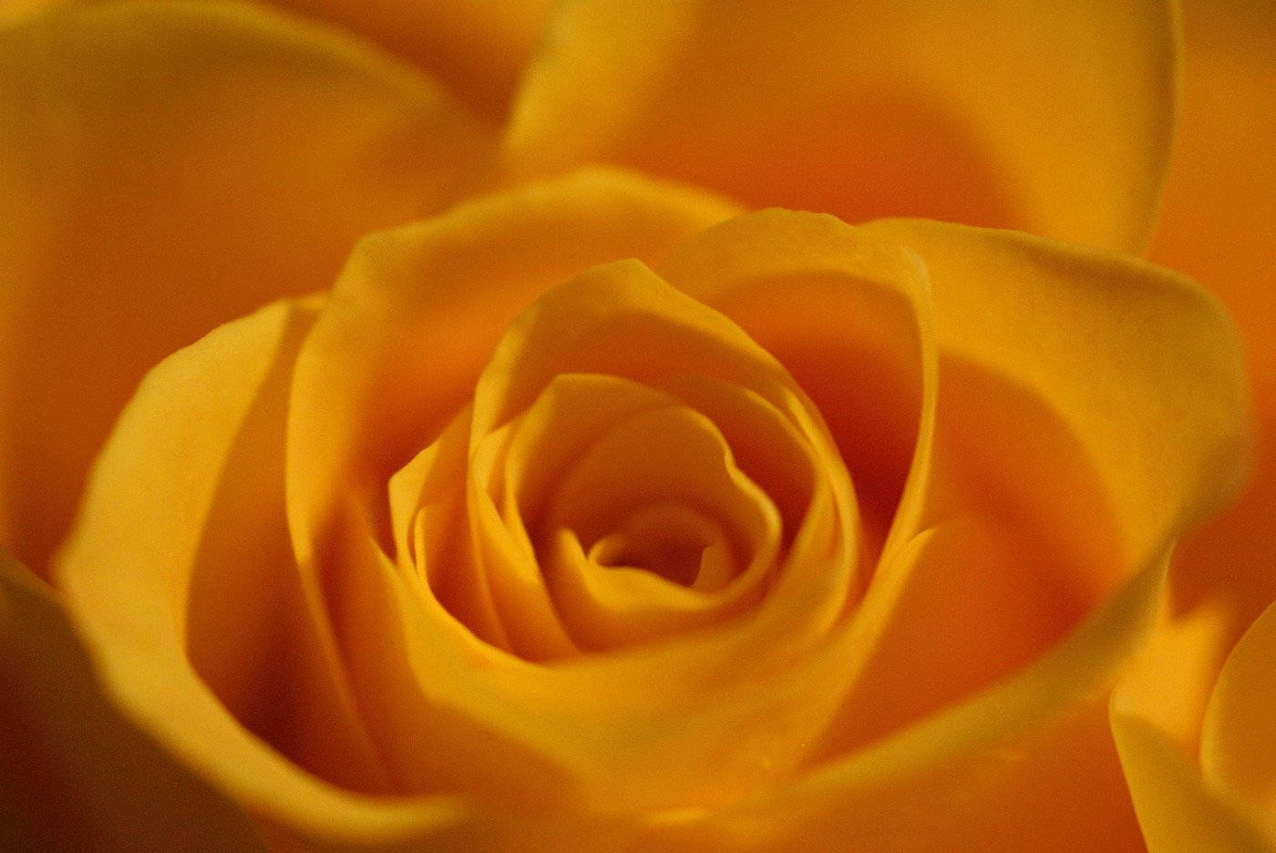 Yellow Rose, golden-yellow rose, soft light, HD Desktop Wallpaper