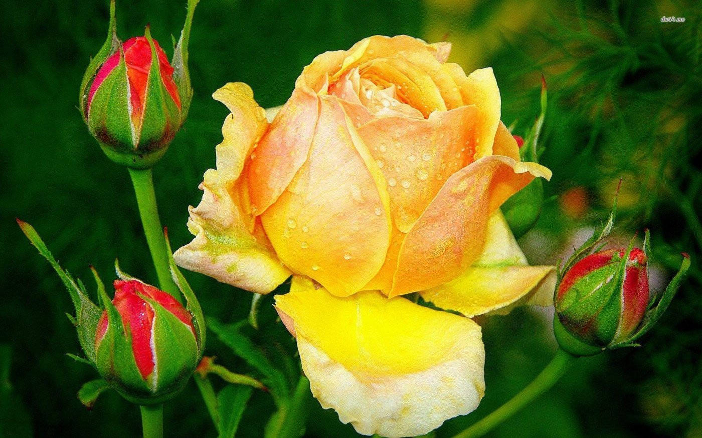 Yellow Rose, vibrant yellow, dew drops, HD Desktop Wallpaper