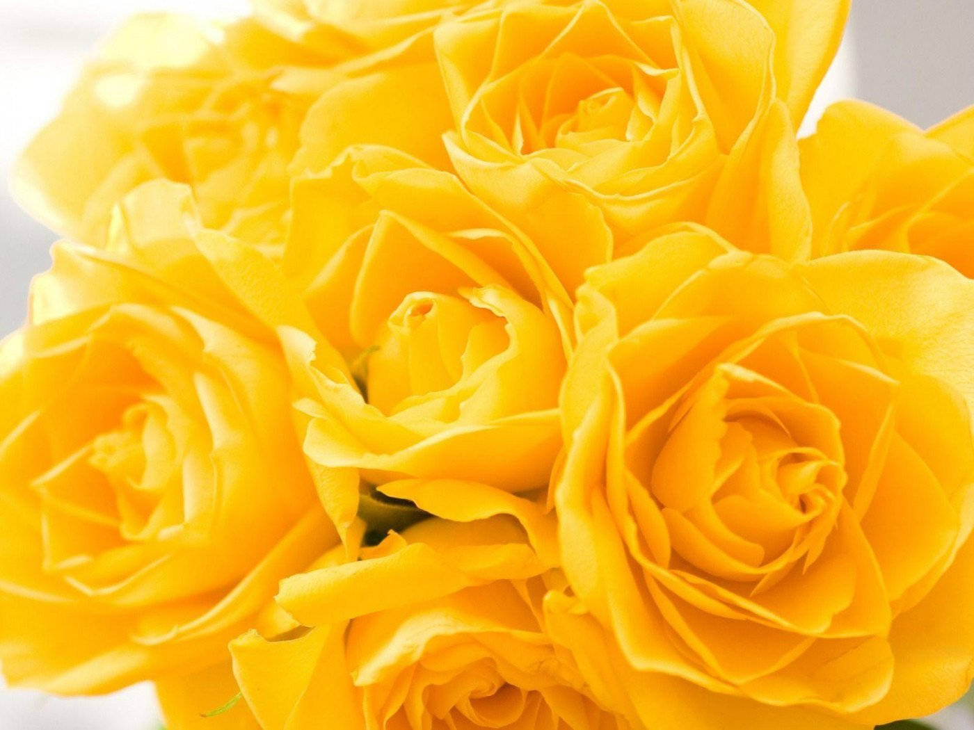 Yellow Rose Vibrant, vibrant yellow roses, soft petals, HD Desktop Wallpaper
