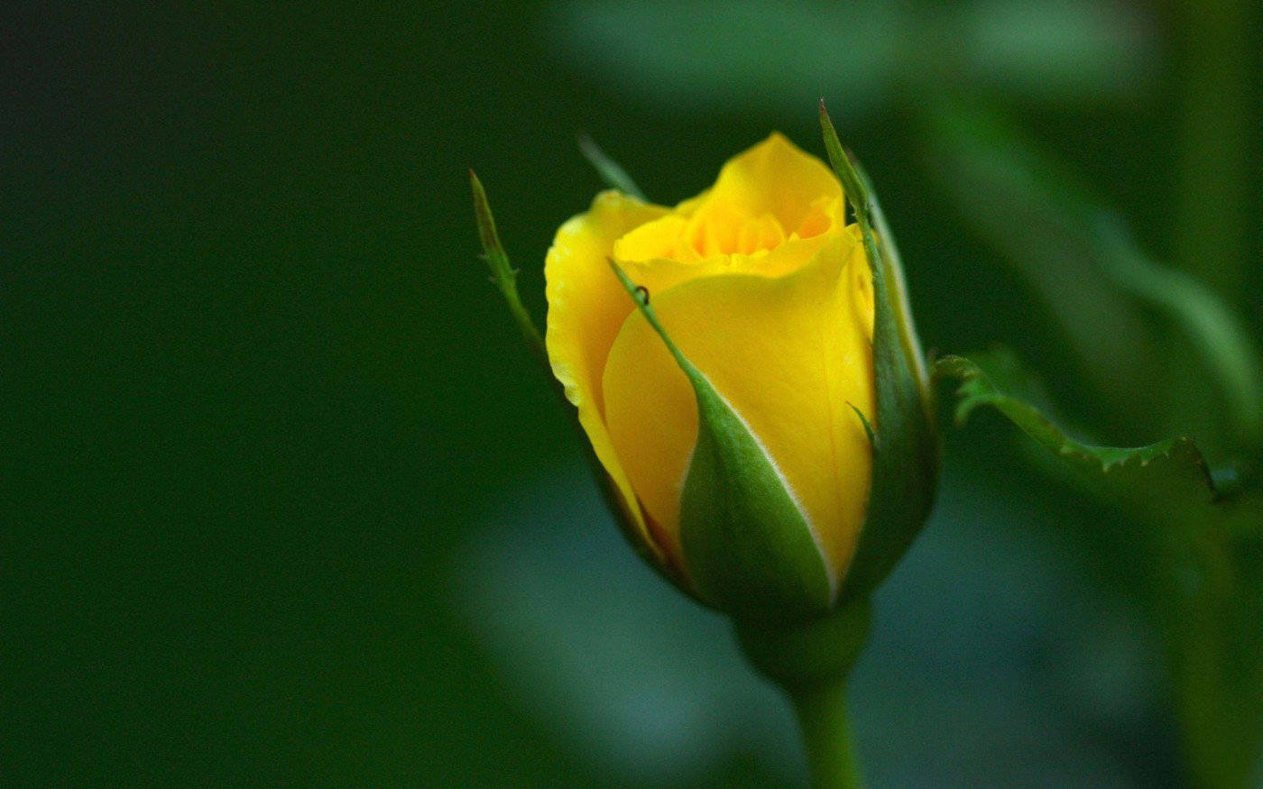 yellow rosebud, dew, soft blurred green background, HD Desktop Wallpaper