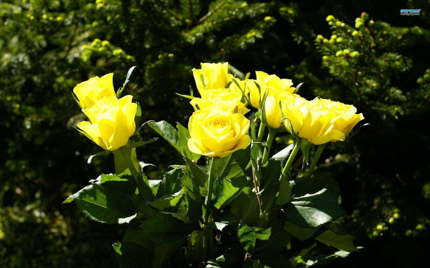 yellow rose, vibrant yellow, sunlit clusters, HD Desktop Wallpaper