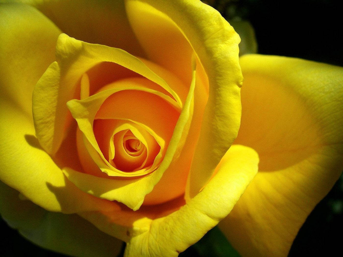 Yellow Rose, vibrant yellow rose, gradient orange center, HD Desktop Wallpaper