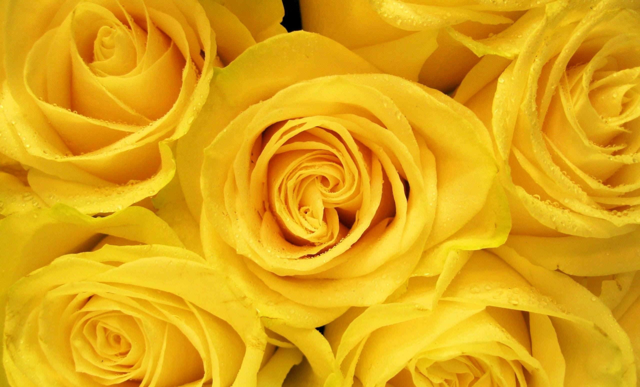 Yellow Rose, vibrant yellow roses, dewdrops, 2K Desktop Wallpaper