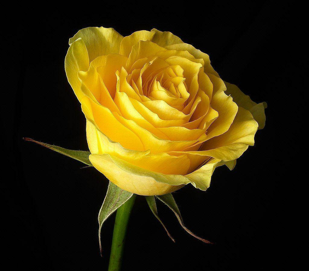 Yellow Rose, vibrant yellow, layered petals, SD Desktop Wallpaper