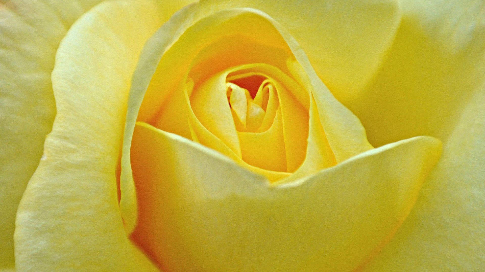 Yellow Rose, vibrant yellow, delicate petals, Full HD Desktop Wallpaper