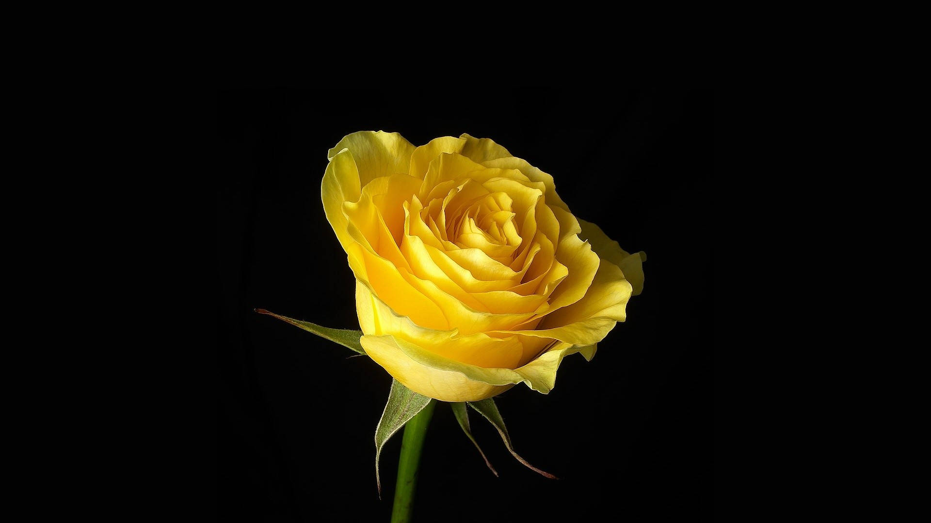 Yellow Rose, vibrant yellow, layered petals, Full HD Desktop Wallpaper