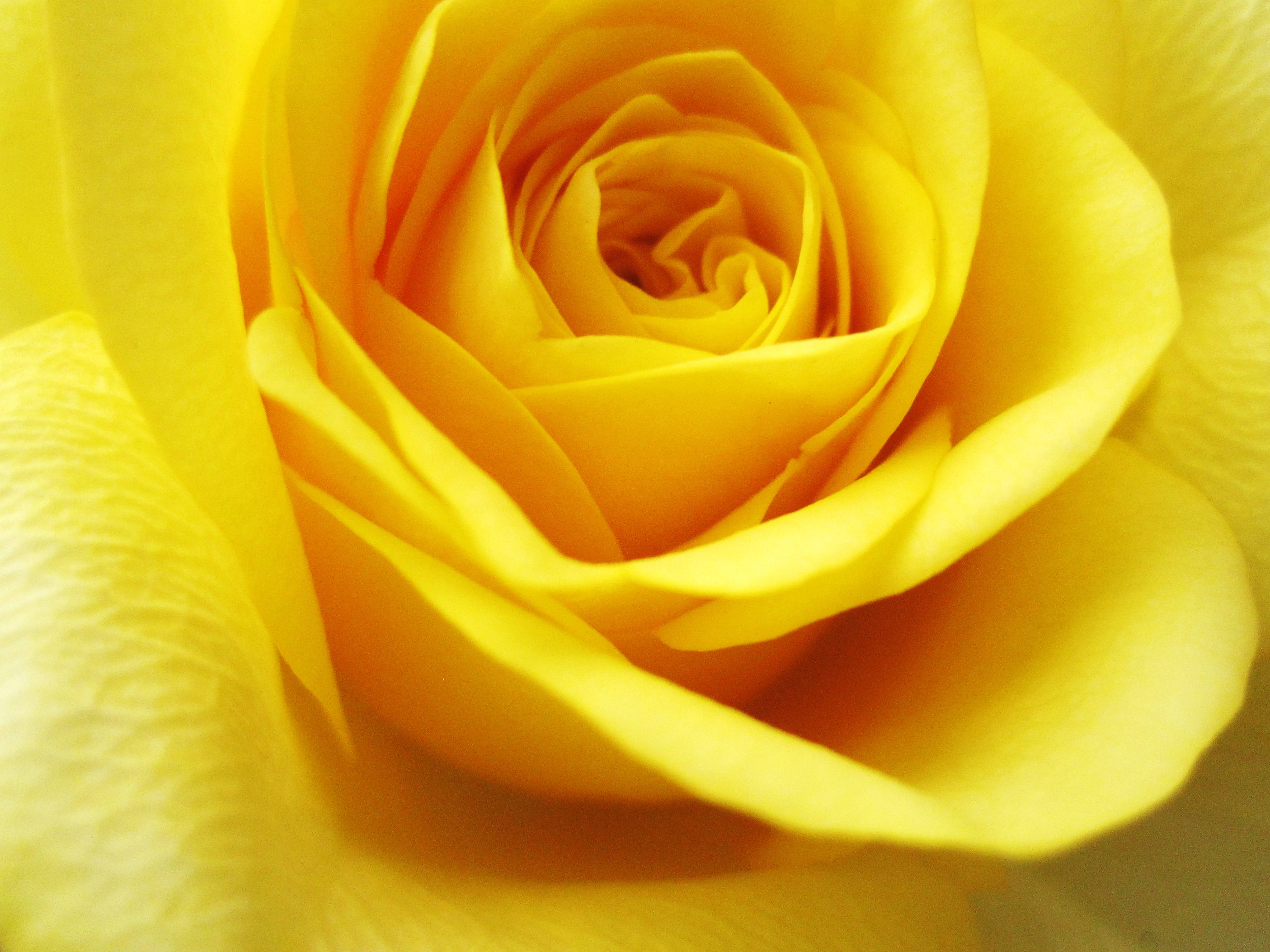 Yellow Rose, vibrant yellow rose, delicate petals, 4K Desktop Wallpaper
