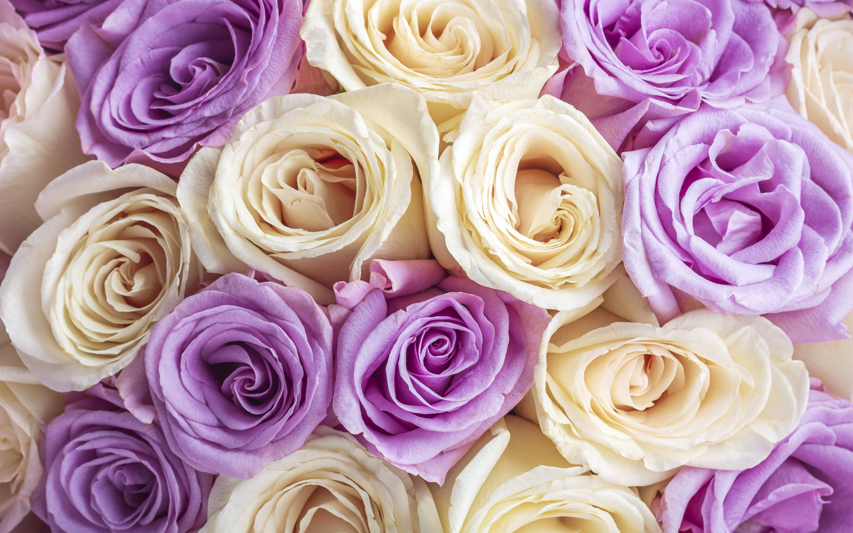 yellow purple rose, purple and cream roses, delicate layered petals, 2K Desktop Wallpaper