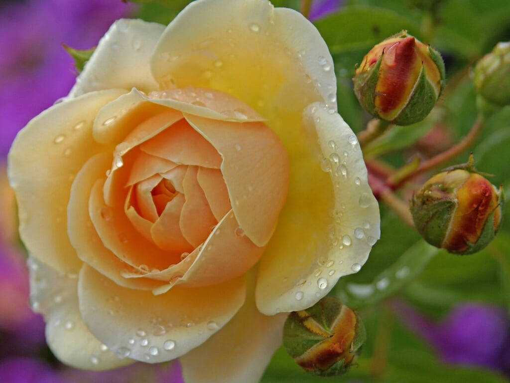 creamy yellow rose, dew drops, blurred purple background, SD Desktop Wallpaper