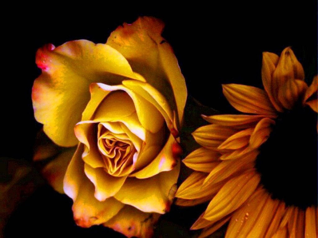 Yellow Rose, Sunflower, stark black background, SD Desktop Wallpaper