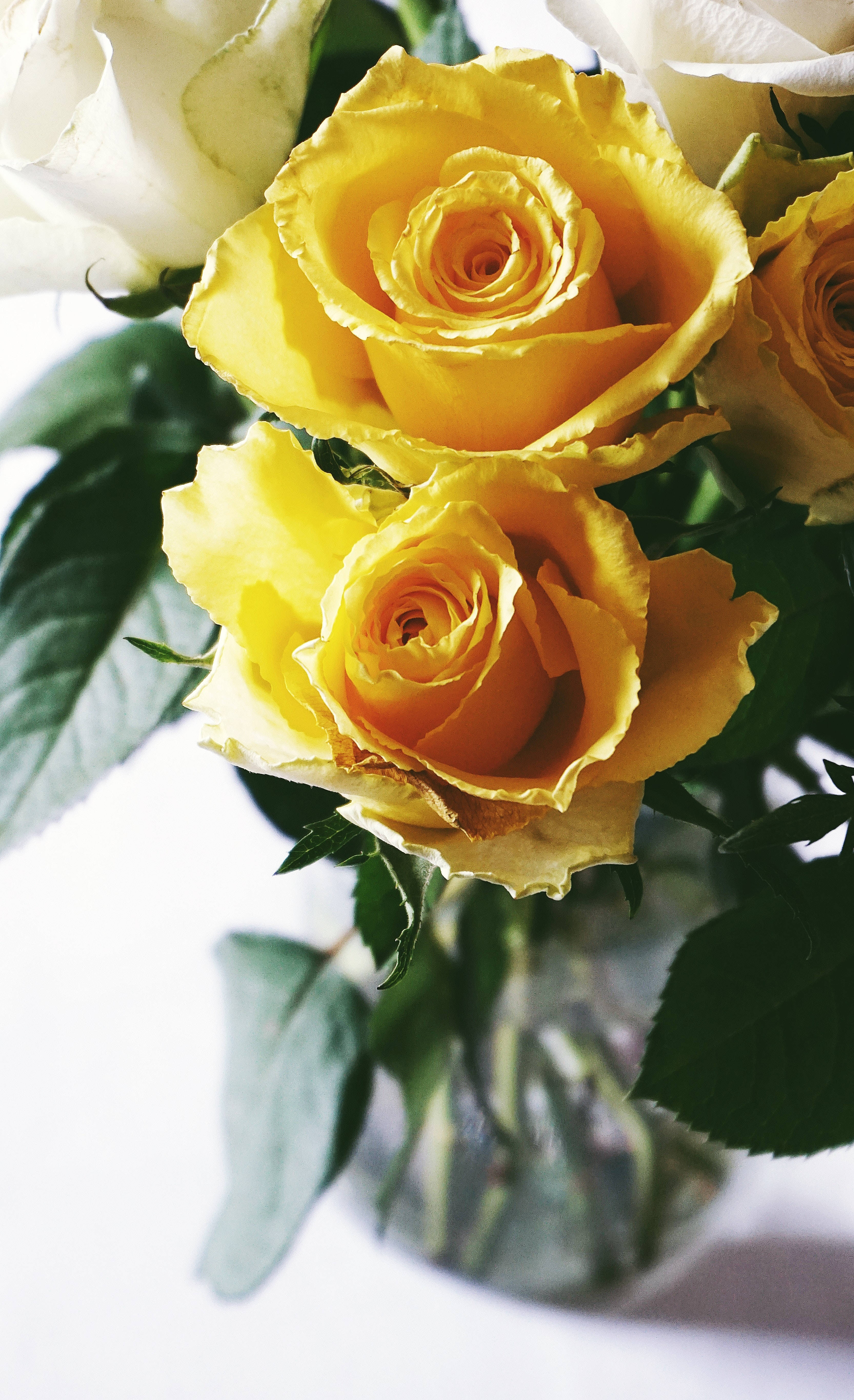 Sunny Yellow Rose Flowers, vibrant yellow roses, white blooms, 5K Phone Wallpaper