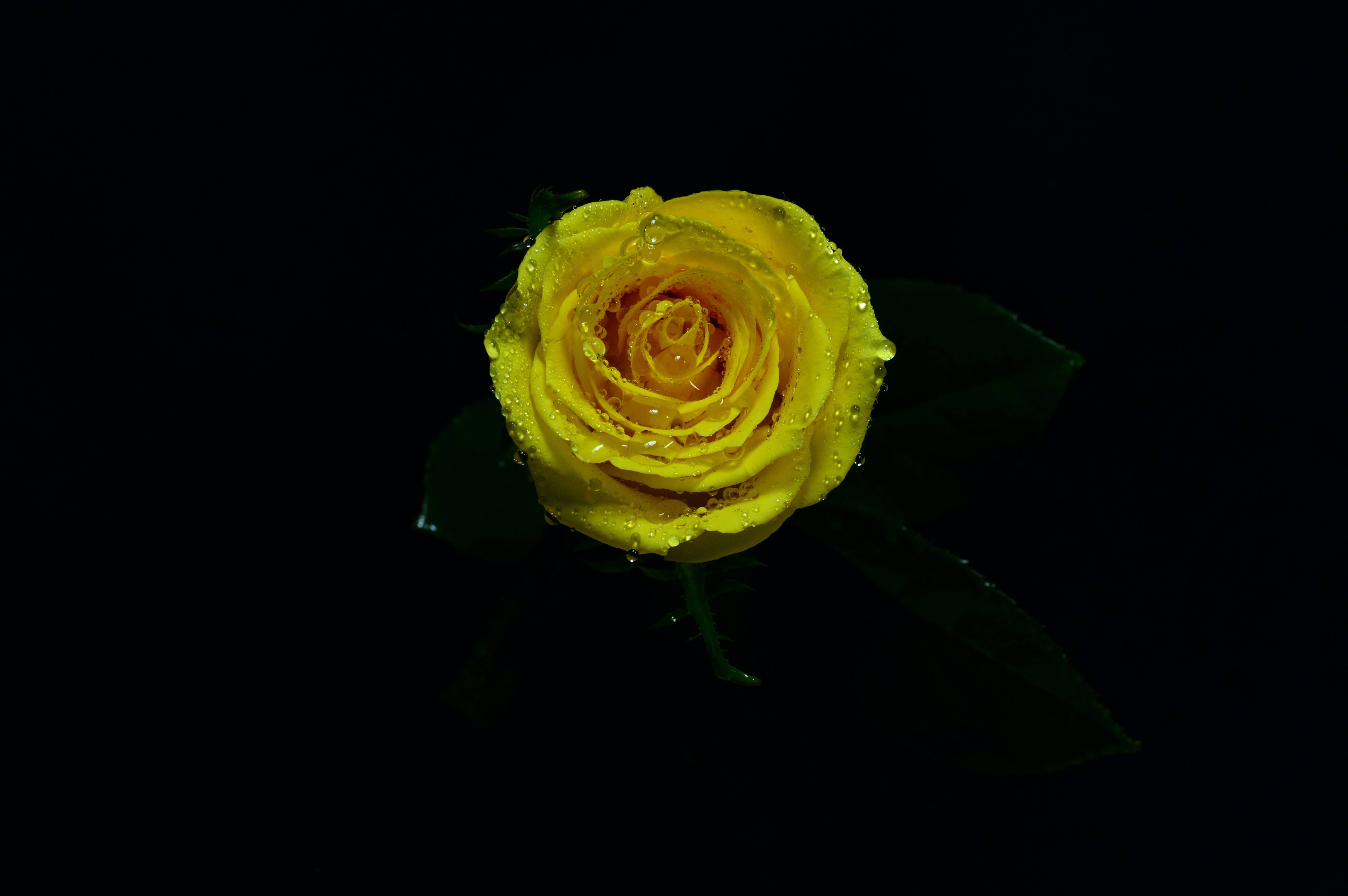 Fresh Misty Yellow Rose, vibrant yellow rose, dewdrops, 5K Desktop Wallpaper