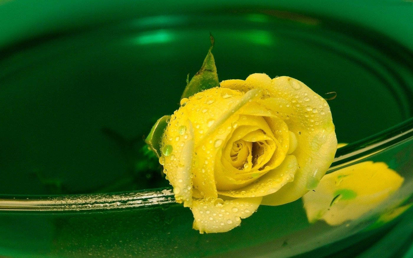 Yellow Rose, dew drops, deep green glass bowl, HD Desktop Wallpaper