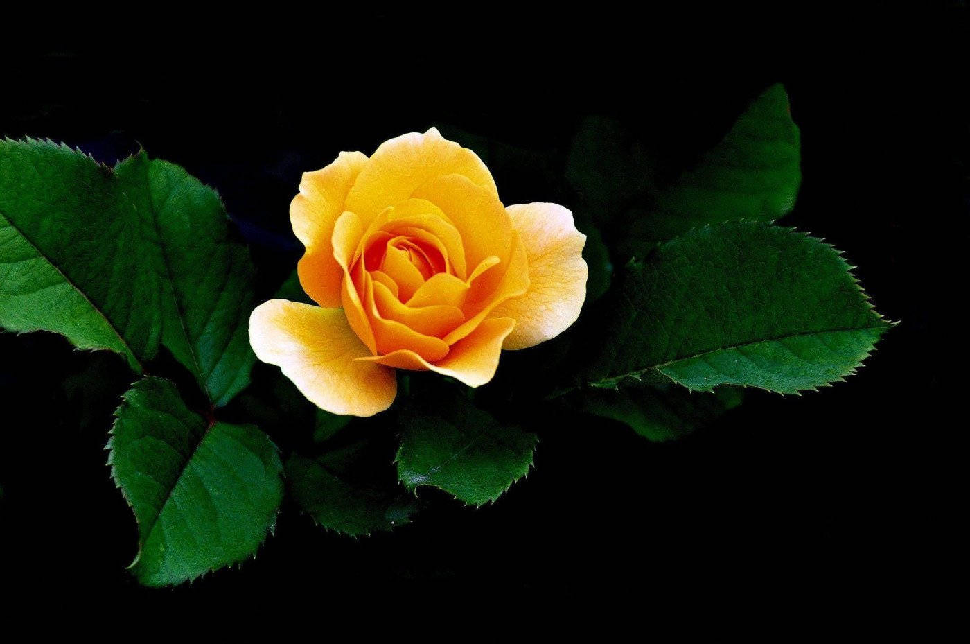 Yellow Rose, orange, vibrant yellow rose, HD Desktop Wallpaper