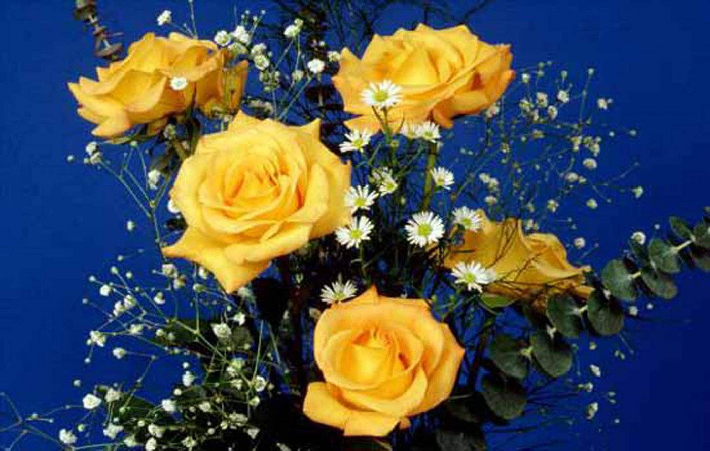 Yellow Rose, Baby's Breath, white daisies, HD Desktop Wallpaper