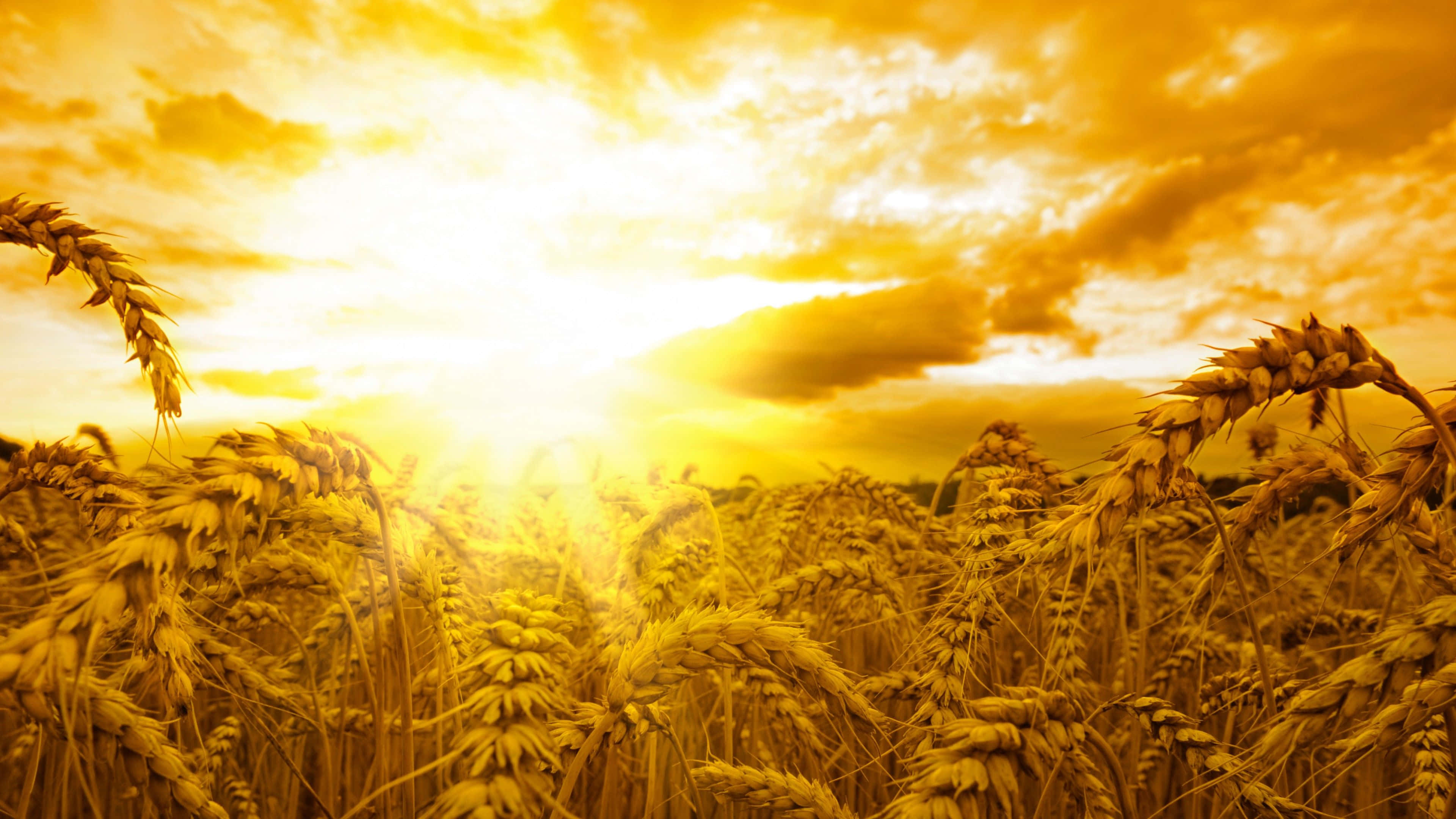 Yellow Sky, sunset, golden wheat stalks, 4K Desktop Wallpaper