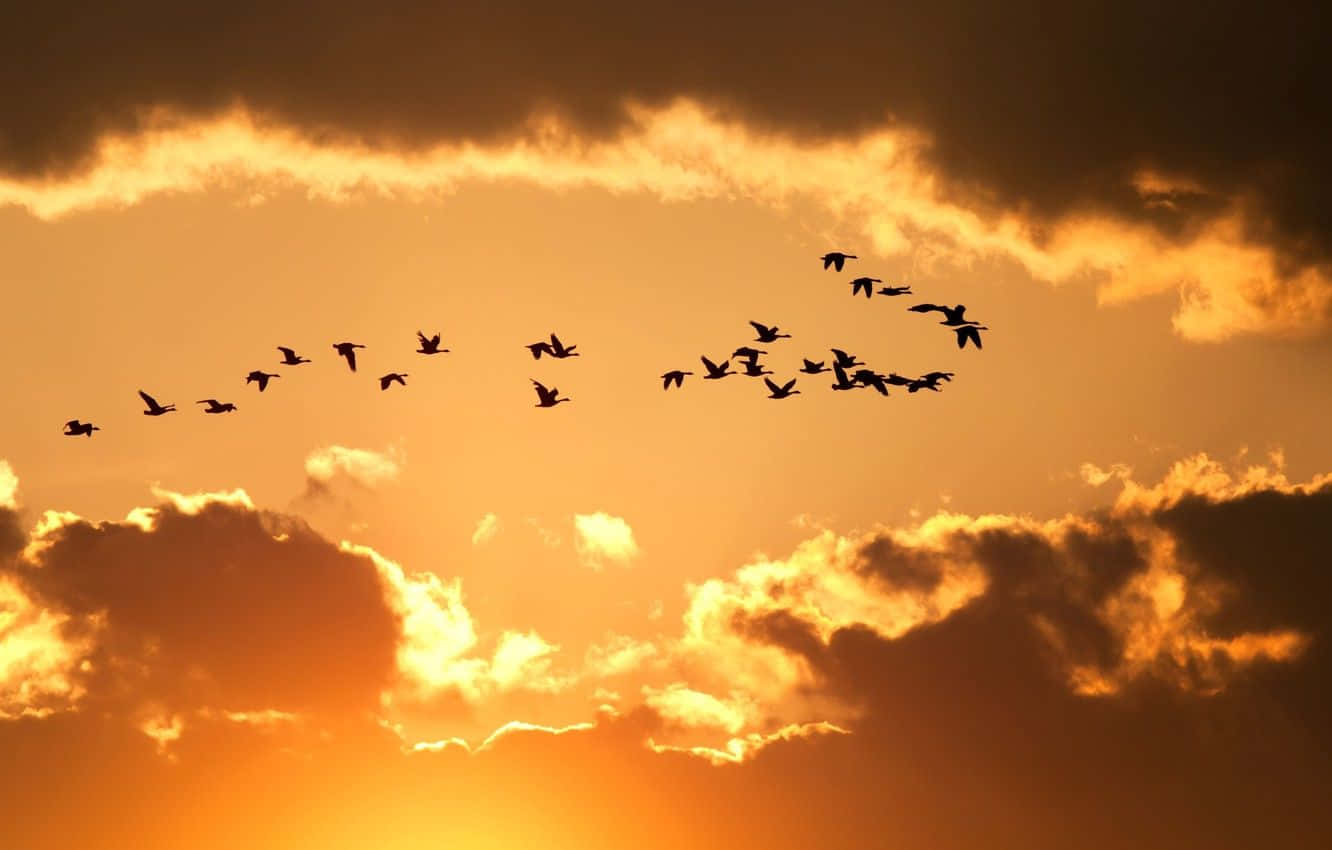 Yellow Sky, sunset, fiery orange, HD Desktop Wallpaper