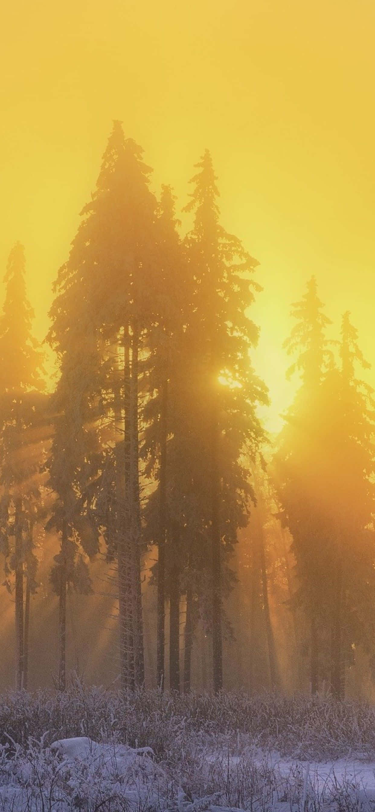 Yellow Sky, golden amber, snow-dusted pine trees, 2K Phone Wallpaper