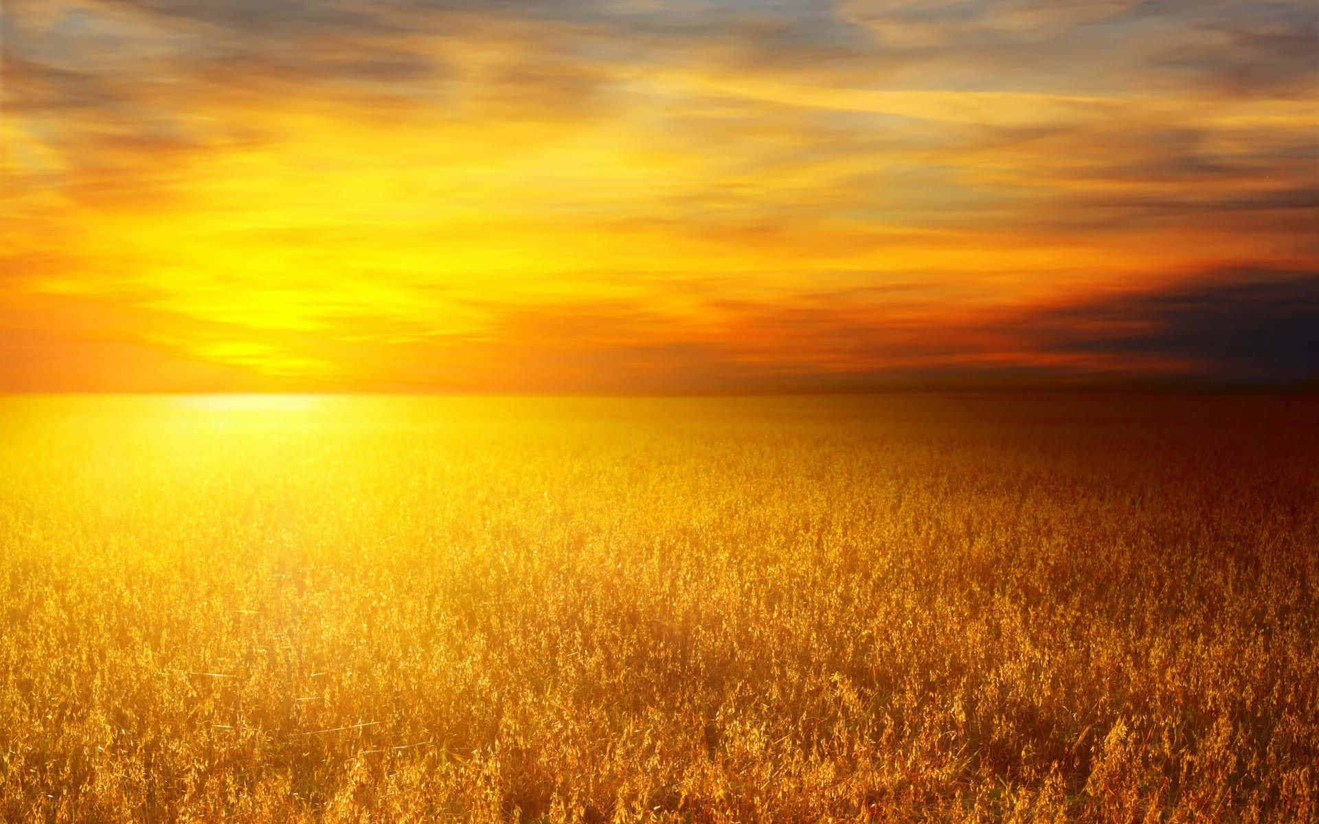 yellow sky, sunset, golden wheat field, Full HD Desktop Wallpaper