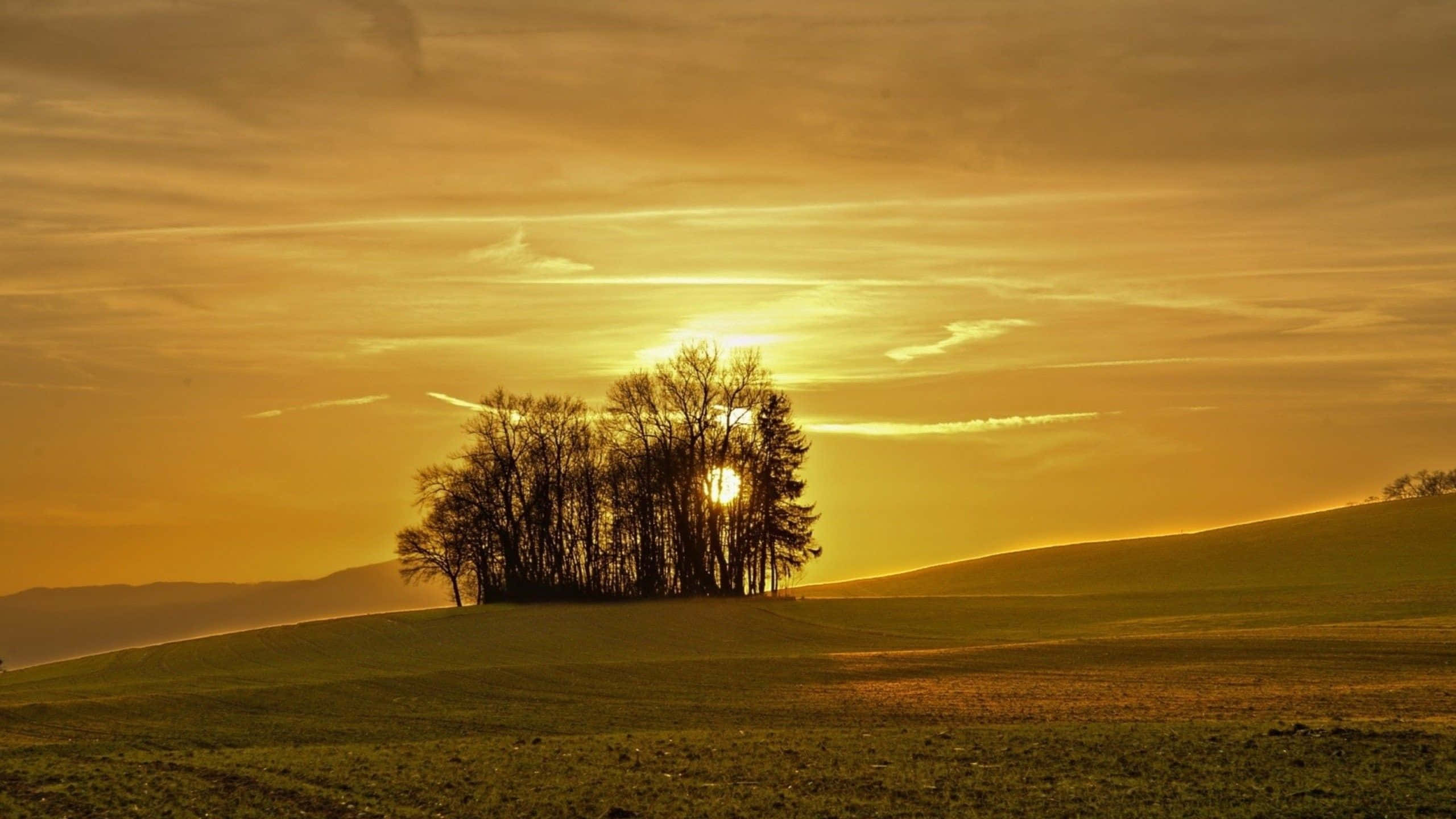 Yellow Sky, sunset, golden sunset sky, 2K Desktop Wallpaper