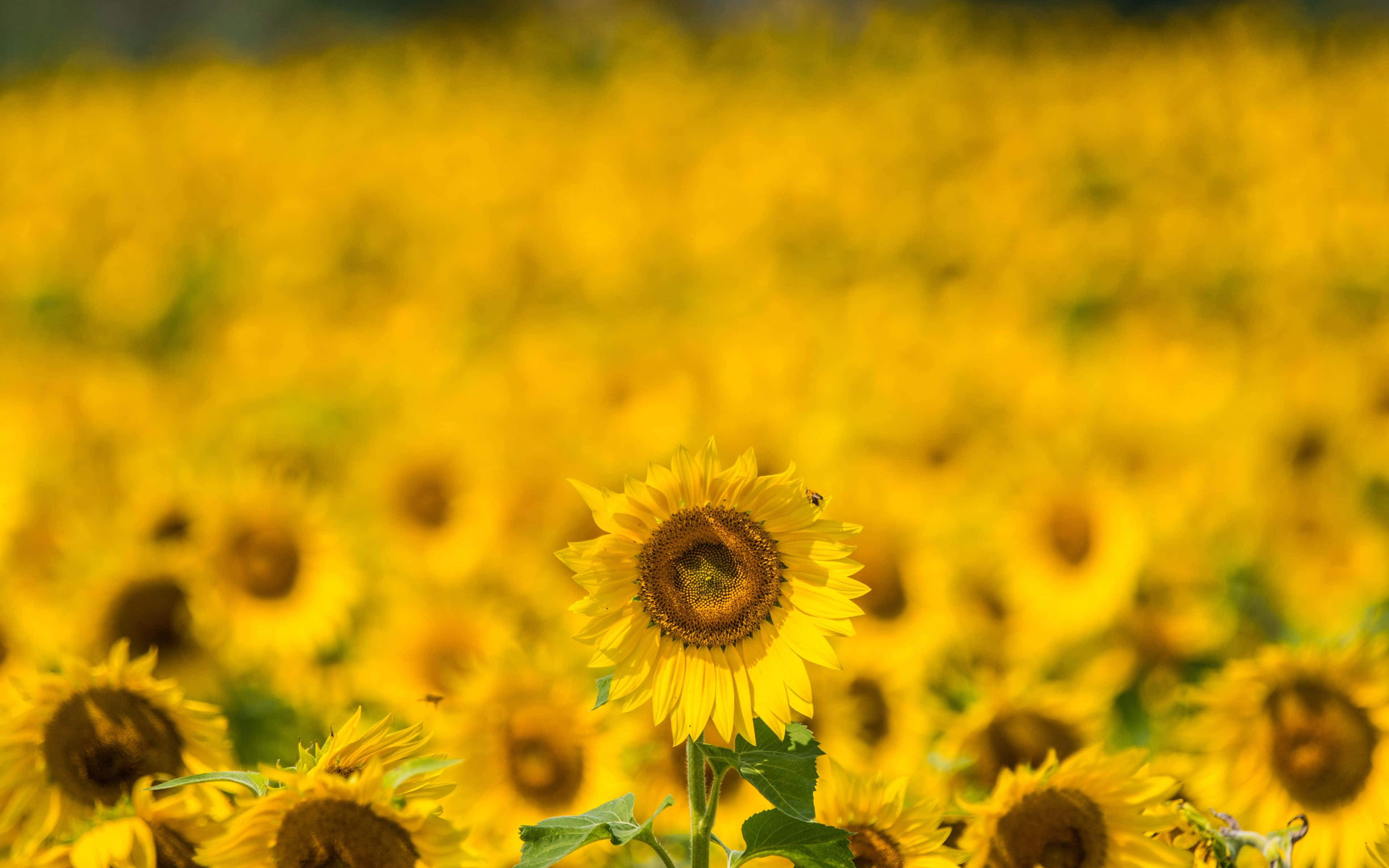 Vibrant Yellow Summer Field, sunflower, golden blur, 4K Desktop Wallpaper