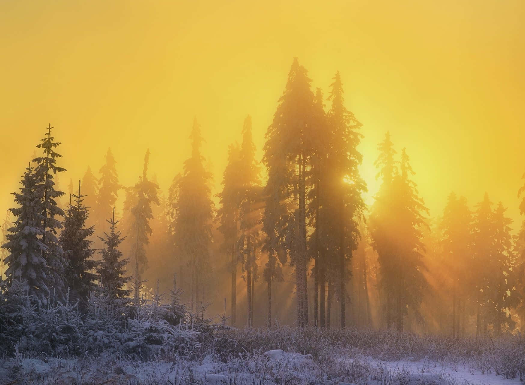 Yellow Sky, golden sunrise, snow-dusted pine trees, HD Desktop Wallpaper
