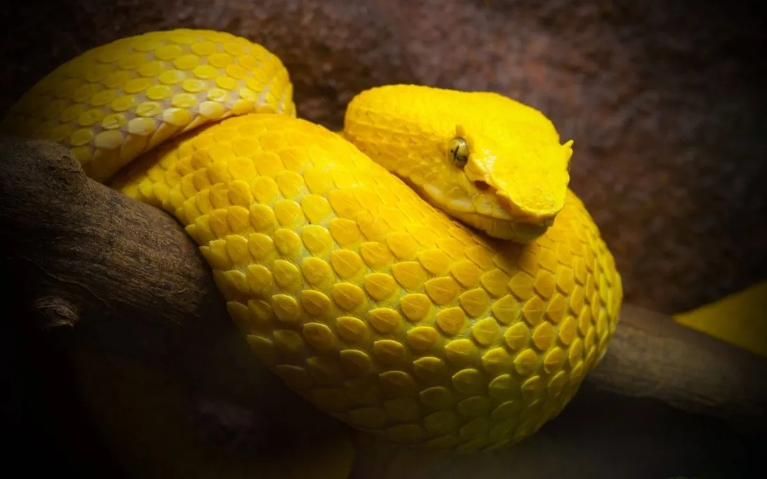 Yellow Snake