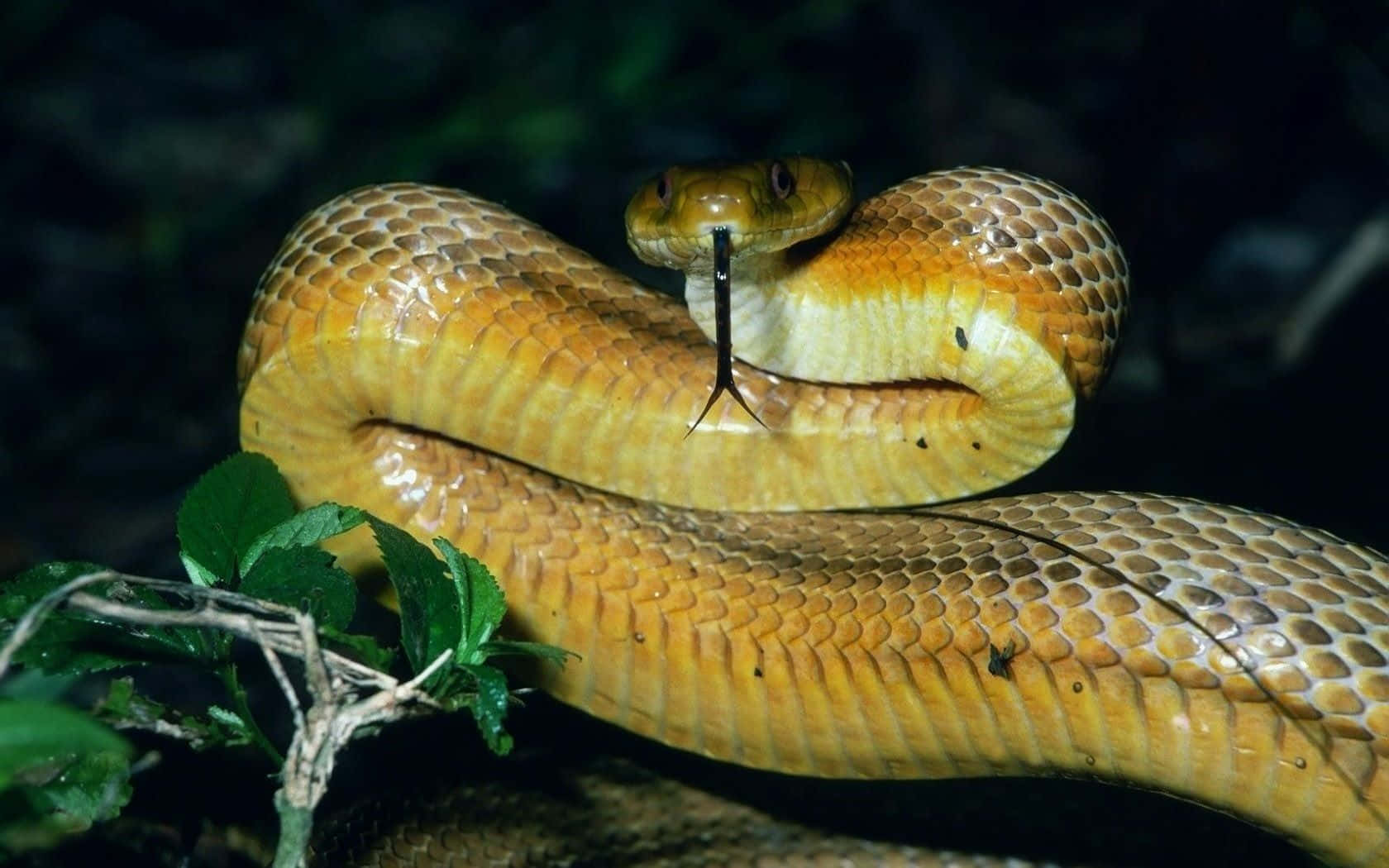 Yellow Snake, golden-brown snake, dark foliage, HD Desktop Wallpaper