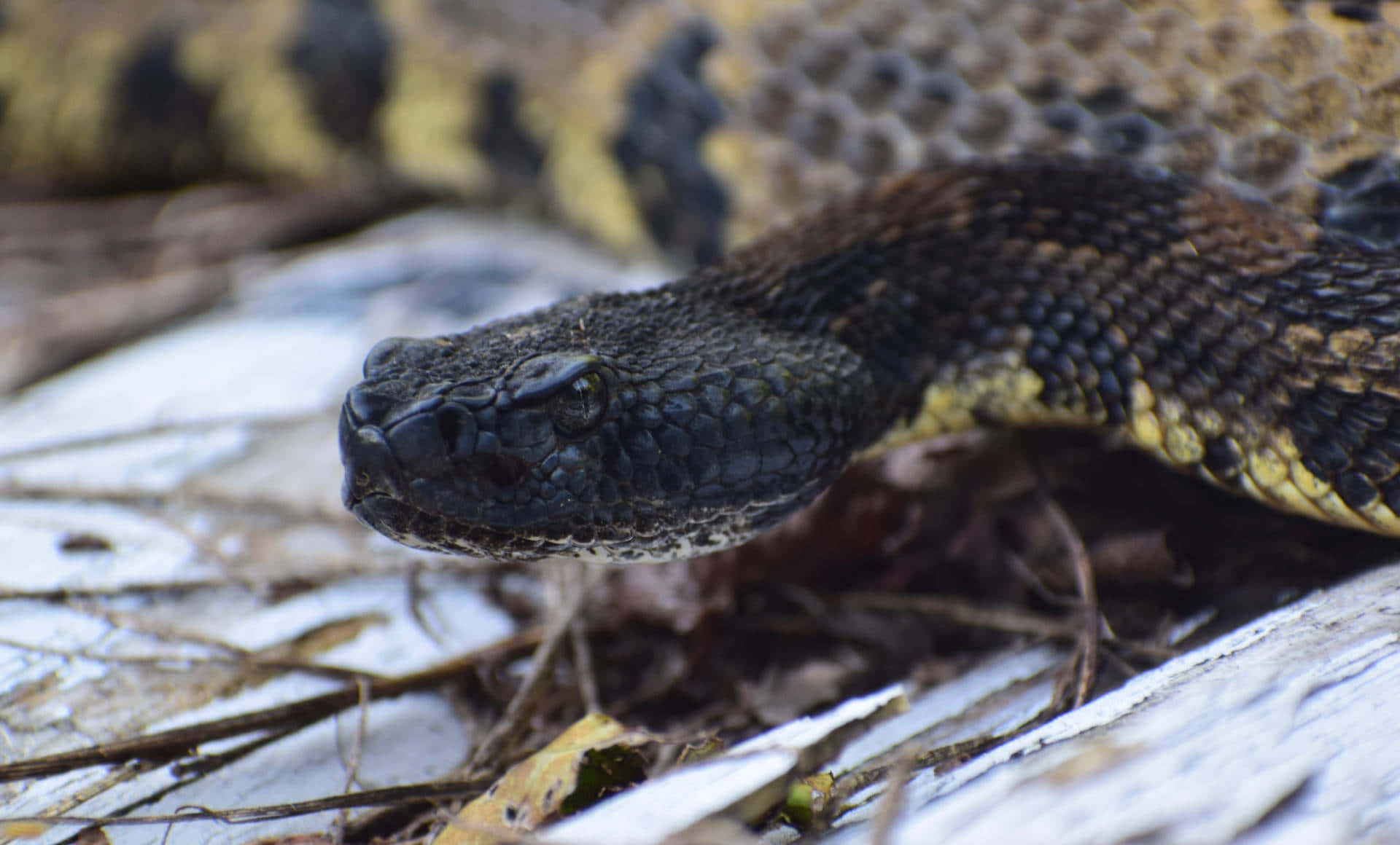 Yellow Snake, black and yellow scales, coiled, Full HD Desktop Wallpaper