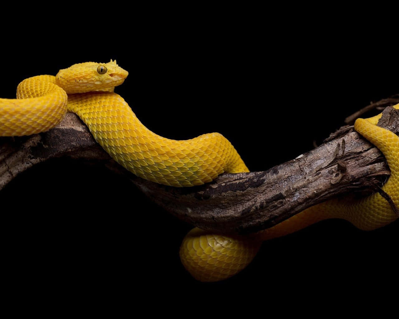 Yellow Snake, vibrant yellow, dark textured branch, HD Desktop Wallpaper