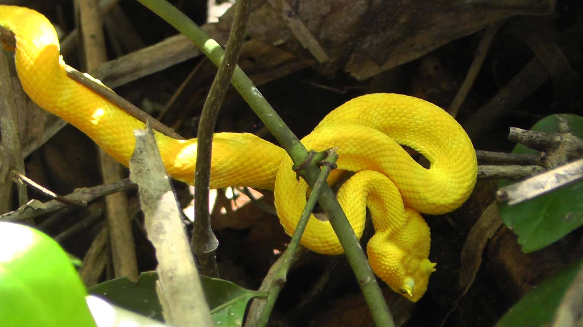 Yellow Snake, 1920 x 1080, sunlit forest undergrowth, Full HD Desktop Wallpaper