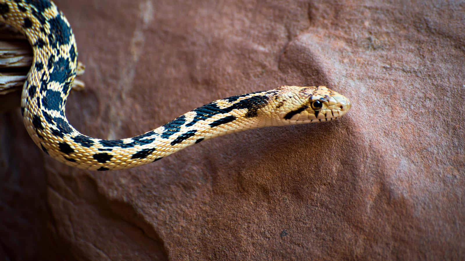 Yellow Snake, black and tan scales, textured reddish-brown rock surface, HD Desktop Wallpaper