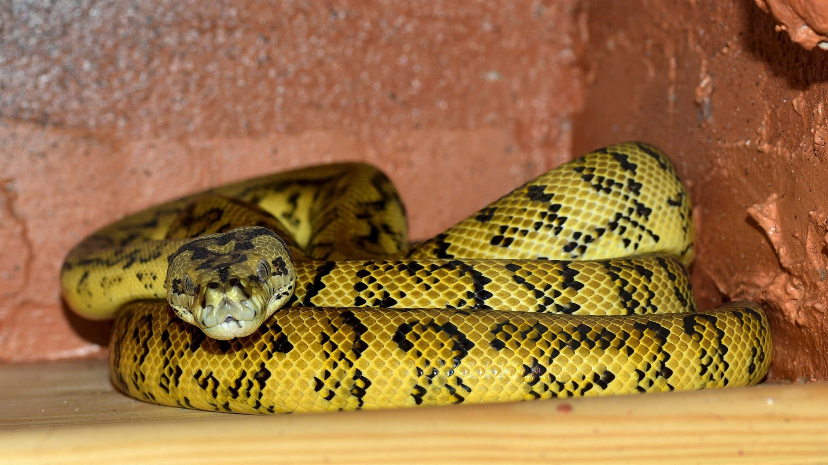 Yellow Snake, vibrant yellow python, black patterns, 2K Desktop Wallpaper