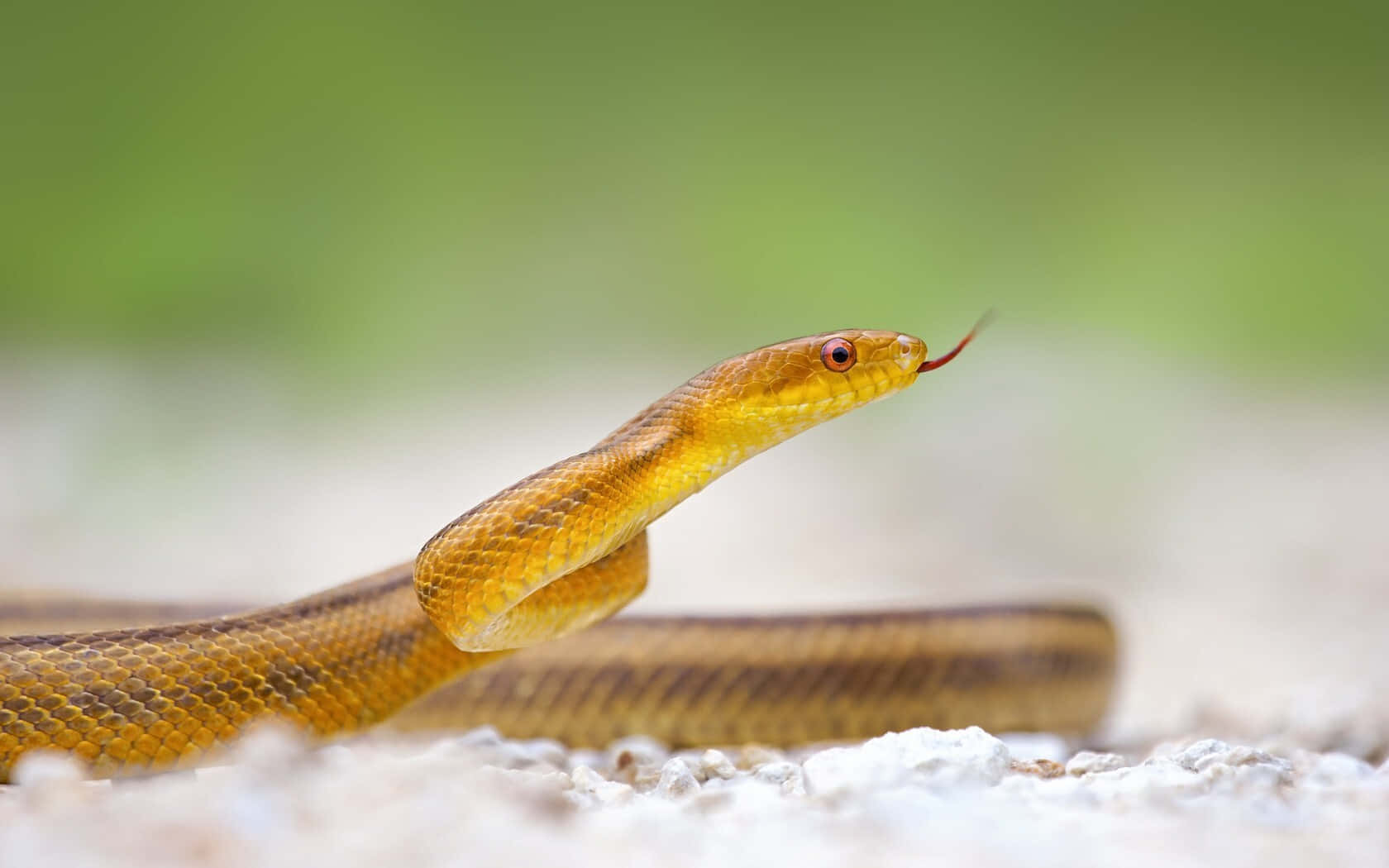 yellow snake, golden-brown snake, red eyes, HD Desktop Wallpaper