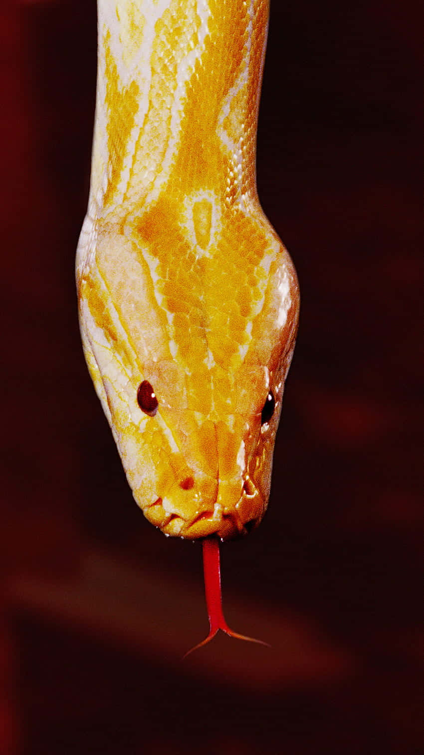 Yellow Snake, golden python, forked red tongue, HD Phone Wallpaper