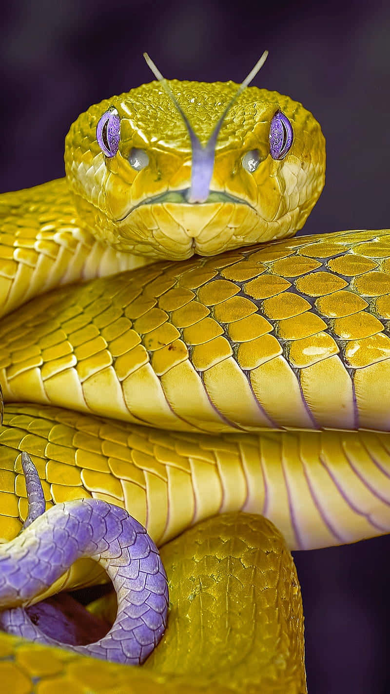 Yellow Snake, vibrant yellow, purple eyes, HD Phone Wallpaper